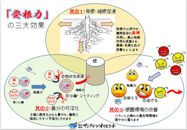 発根力三大効果