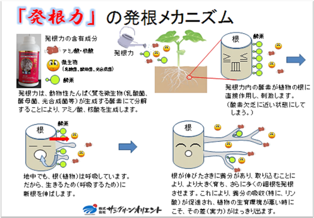 発根メカニズム